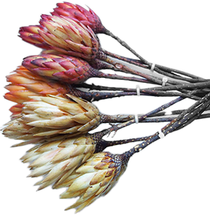 Vosteen • Floristenbedarf • web element trockenblumen